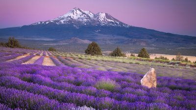 lavanda