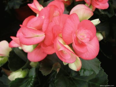 begonia