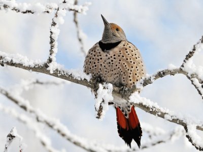 ave en canada national geographic