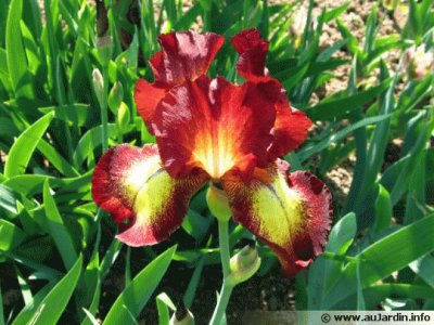 iris