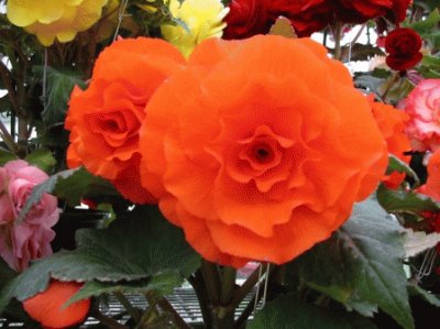 begonia