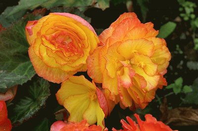 begonia