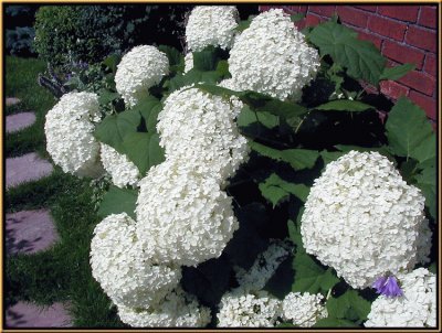 hydrangea