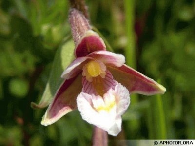 epipactis