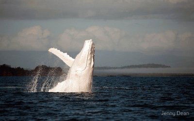 white-humpback-whale-albino-migaloos