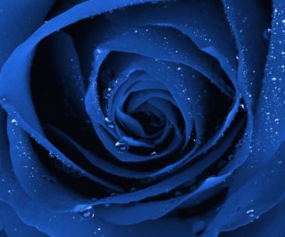 blue rose