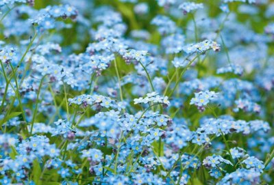 myosotis