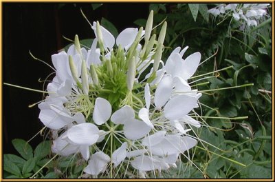 cleome