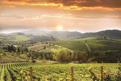 ViÃ±edos en la Toscana. Italia