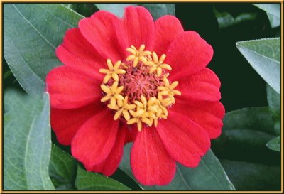 zinnias