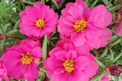 portulaca