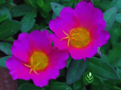 portulaca