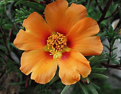 portulaca