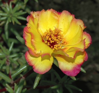 portulaca