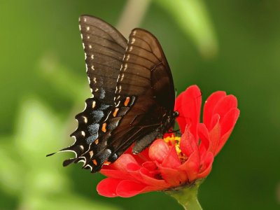 Mariposa