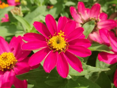 zinnia