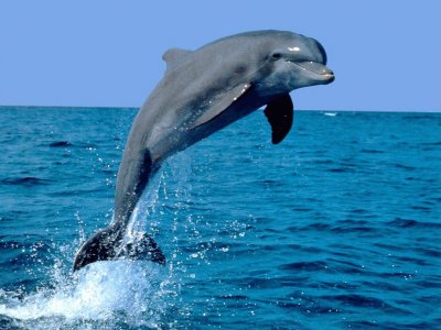 Delfin