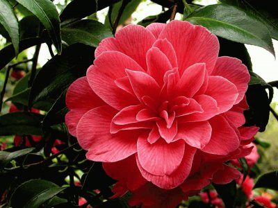 Camelia