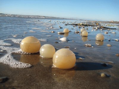 Huevos de caracoles. Costa atlÃ¡ntica argentina