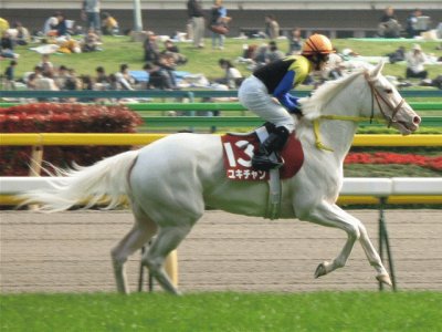 Carrera de caballos