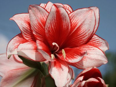 amaryllis