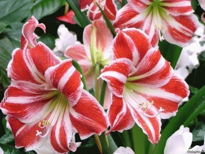 amaryllis