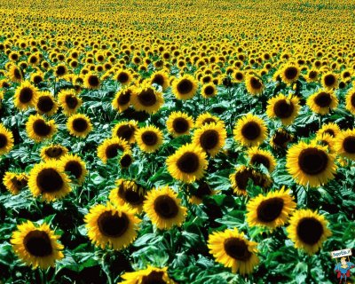 tournesols