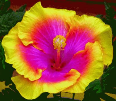 Tropical Hibiscus