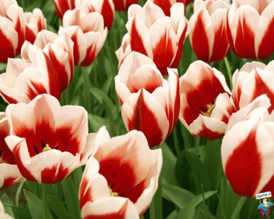 tulipes