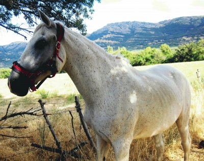 un amigo en el camino