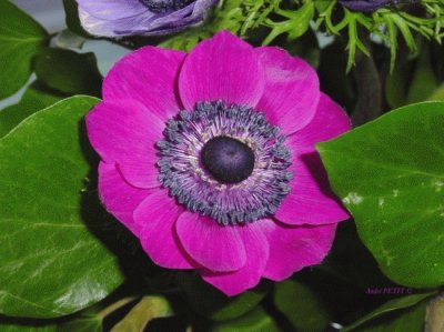 anemone