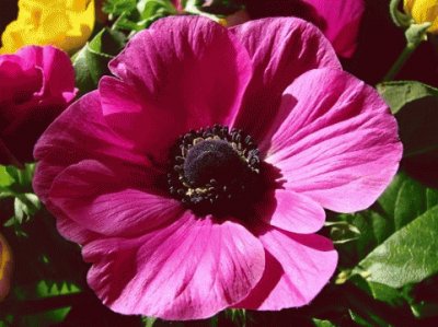 anemone