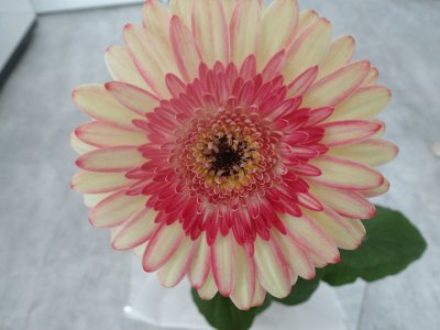 gerbera anniversaire