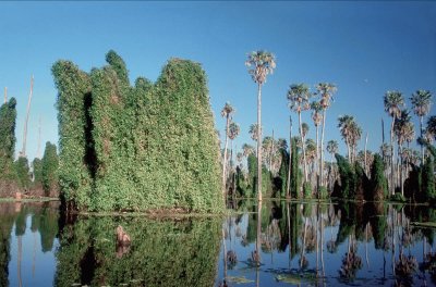 BaÃ±ado La Estrella. Formosa. Argentina