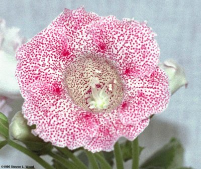 gloxinia