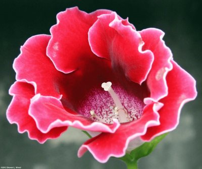 gloxinia