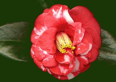 camelia