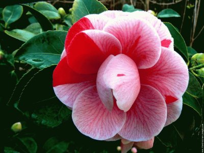 camelia