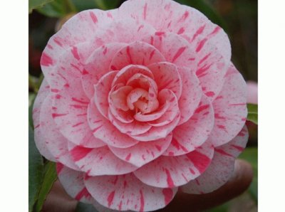 camelia