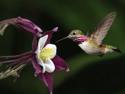 maravillosa naturaleza