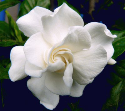 gardenia