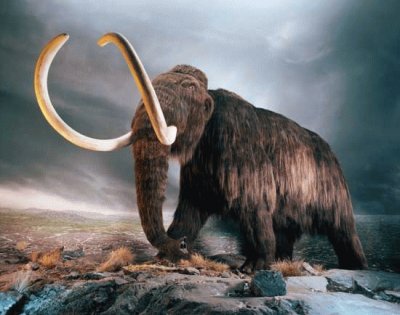 mamut