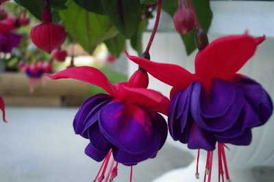 fuchsia