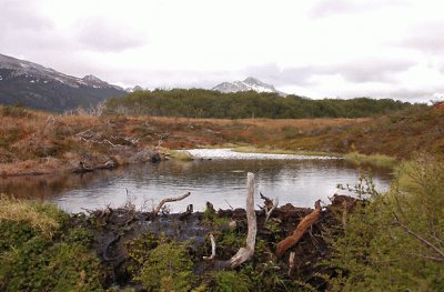 Castorera en Tierra del Fuego. Argentina