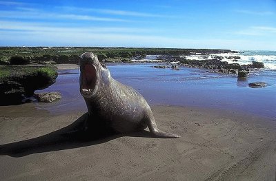 Cerca de Puerto Madryn. Chubut. Argentina