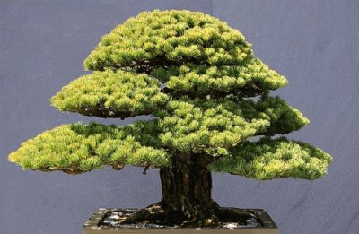 Bonsai