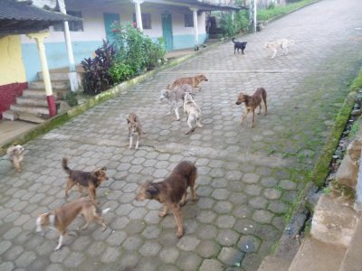 Clan de Perros en PÃ³zul