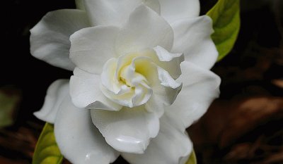 camelia