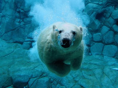 polar bear