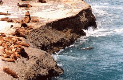 Elefantes marinos en Puerto PirÃ¡mides. Argentina